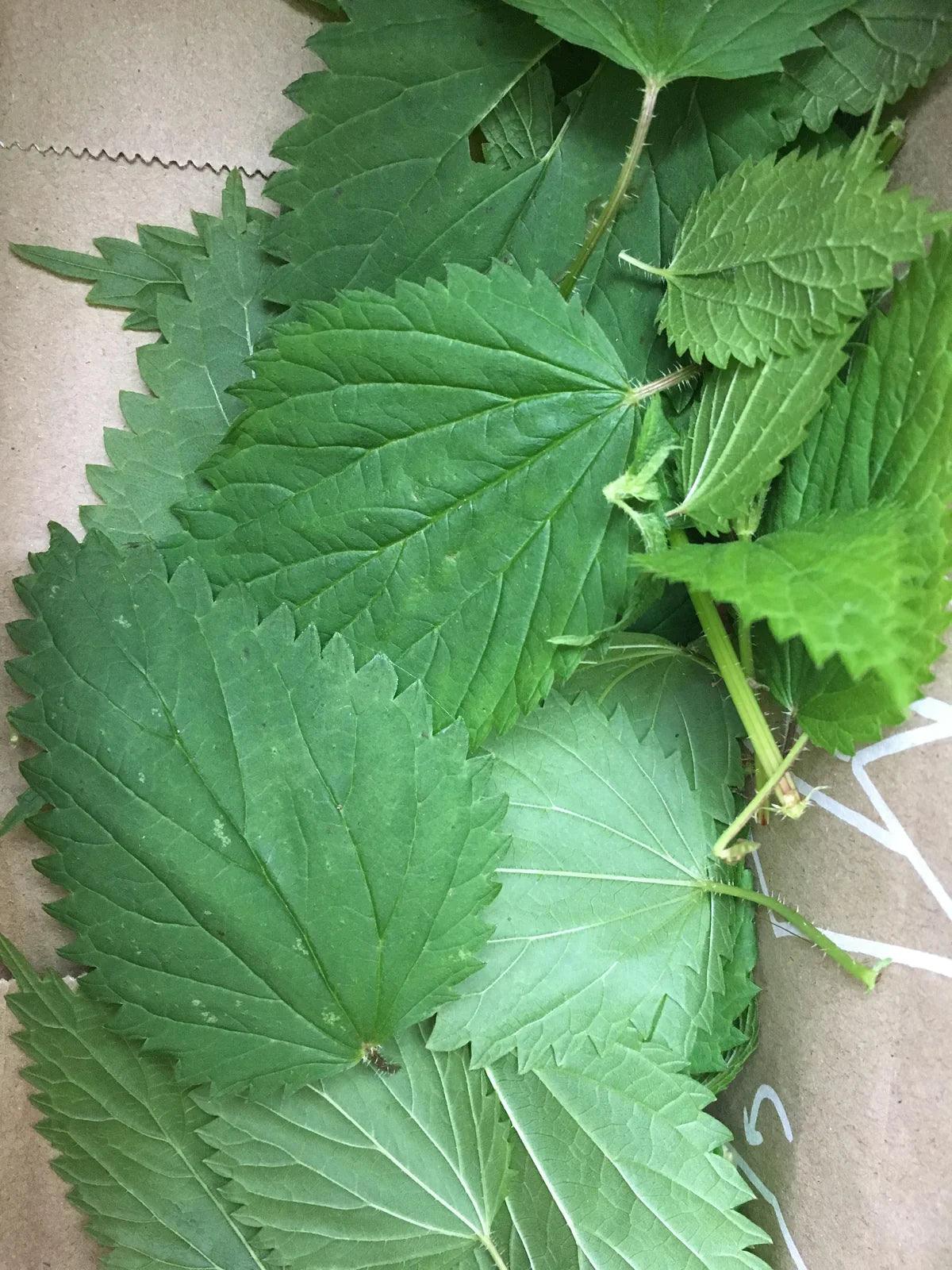 Tulsi Bloom Shampoo : for dry to oily scalp - Sprig Flower Co